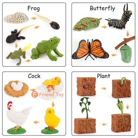 Montessori Animal And Plant Life Cycle Board Set For Kids Animal Life