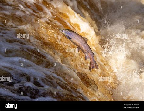 Salmon leaping up a waterfall during the salmon run. Yorkshire UK Stock ...