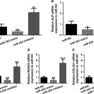 Inhibition Of MiR222 Promoted Osteogenic Differentiation Of MSCs A