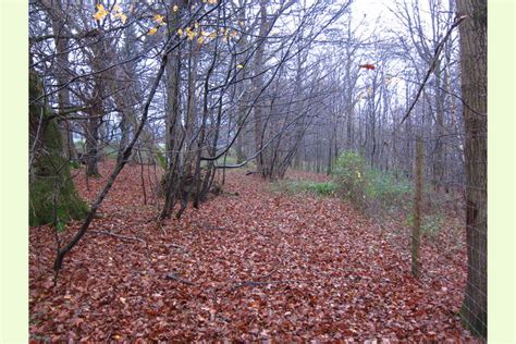 Hyes Copse By Rudgwick Horsham West Sussex South East England