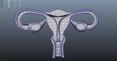 Female Reproductive System 3d Model 3d Printable Cgtrader