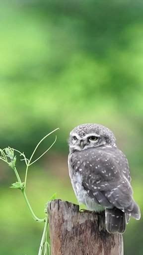 Birds With Spectacularly Fancy Tail Feathers Artofit