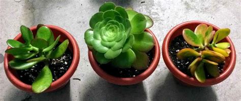 Water Propagation For Succulents A How To Guide Succulent Plant Care