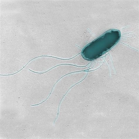 Bacterial Flagella Microscope