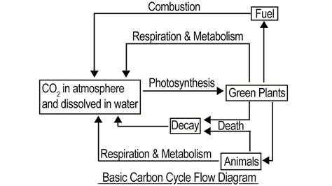 Carbon Cycle Diagram Worksheet – Owhentheyanks.com