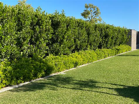 Laurus Nobilis Bay Trees Perth Screening Trees Wa