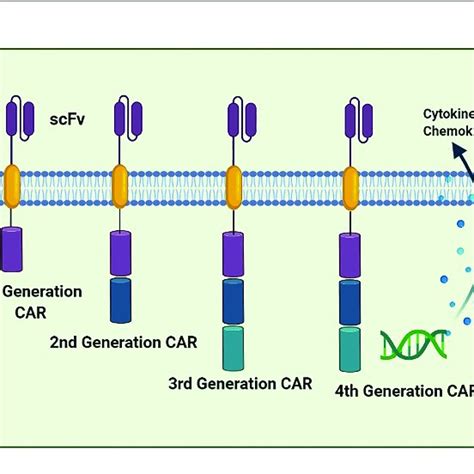 The Evolution Of The Chimeric Antigen Receptor Car Structure Over