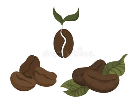 Set Of Coffee Beans Collection Of Coffee Beans In Different Variations