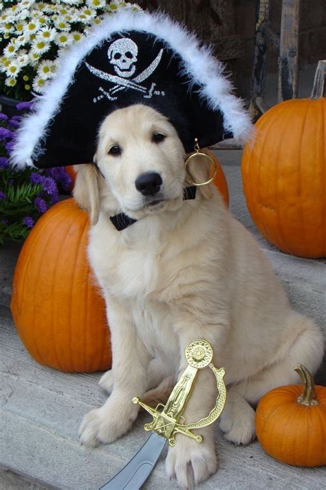 Costumes That Prove Labradors Always Win At Halloween