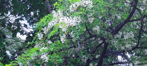 Белая акация. Там её запретили, а у нас сажают | Цветы на удачу | Дзен