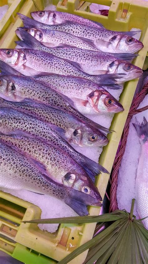 Pescado De Trucha Cruda En Hielo Para La Venta En El Mercado De