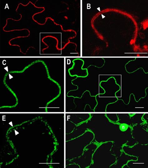 Plasma Membrane Localization Of Can1 Rfp And Can2 Gfp Nucleases Download Scientific Diagram