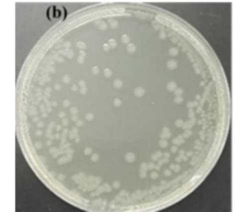 Labs 3 4 Microbiology Flashcards Quizlet