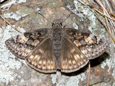 Female Horace S Duskywing Erynnis Horatius Bugguide Net