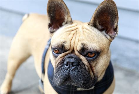 Which Is The Best French Bulldog Harness 2020 Update