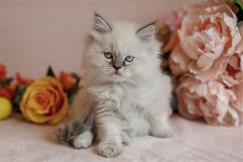 Blue Point Lynx Ragdoll Kitten Pet Portrait Photography - Mischievous Ragdolls