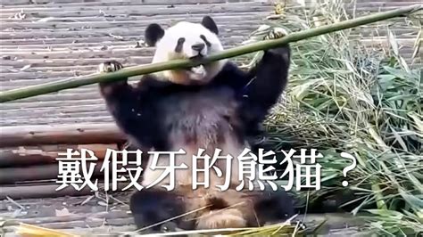 熊貓也要看牙醫莽星星莽辰辰的治牙故事Pandas go to the dentist Mang Xingxing Mang