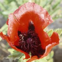 Floriscope Papaver Oriental Group Beauty Of Livermere