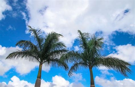 Free Images Sky Blue Palm Tree Vegetation Nature Daytime