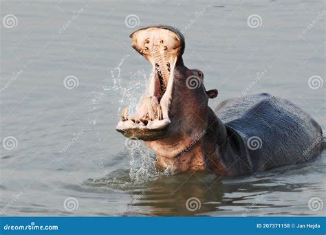 A Hippo Hippopotamus Amphibius In The Water Hippo Have A Rest In The