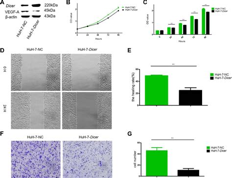 Figure From Dicer Enhances Bevacizumab Related Inhibition Of