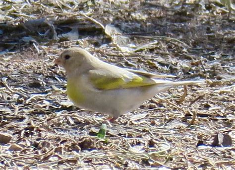 Leucistic Lawrences Goldfinch Tumacacori National Histor Flickr