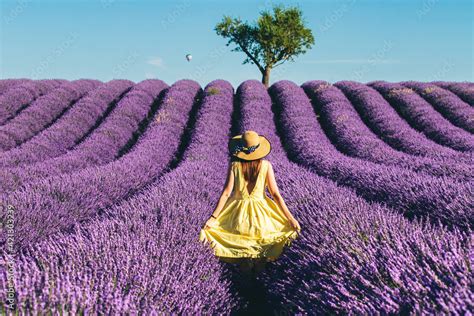 Lavender Fields Stock Photo | Adobe Stock