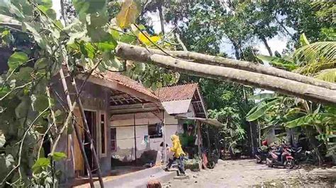 Disapu Angin Kencang Pohon Tisuk Besar Tumbang Timpa Rumah Warga Di