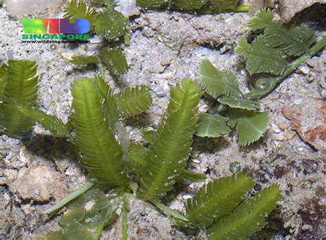 Caulerpa Sertularioides And Caulerpa Taxifolia More About Flickr