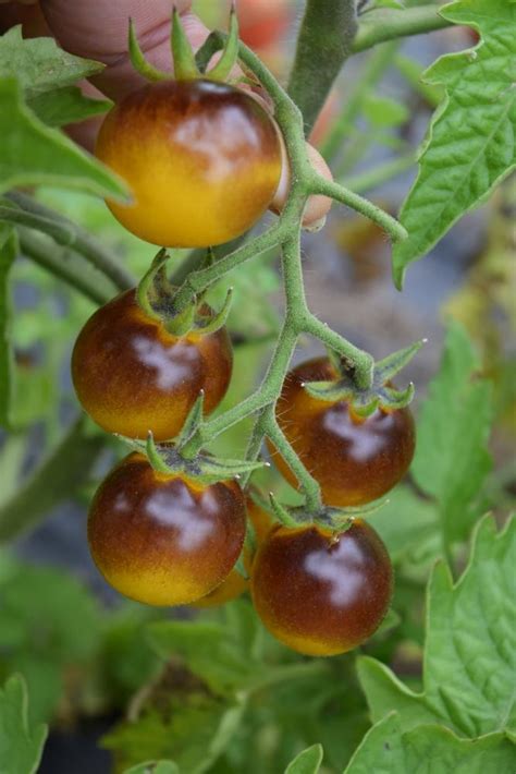 Plants With Stories Indigo Gold Berries