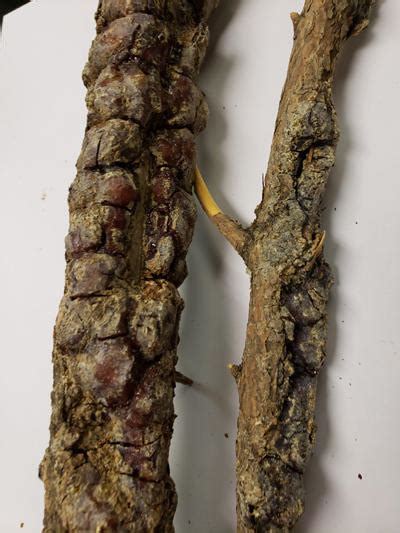 Leucocytospora Canker Of Spruce Diseases Of Forest And Shade Trees