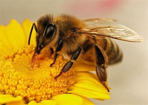 How The Humble Honeybee Could Unlock The Secrets Of The Human Brain