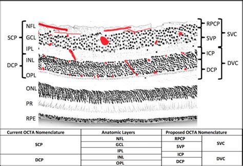 Detailed Vascular Anatomy Of The Human Retina By Projection Resolved