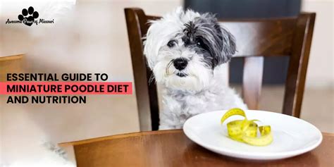 The Ultimate Miniature Poodle Diet & Nutrition Guide