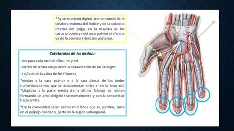 Arterias Del Miembro Superior Ppt