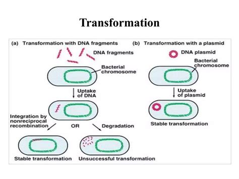 Bacterial Genetics Ppt