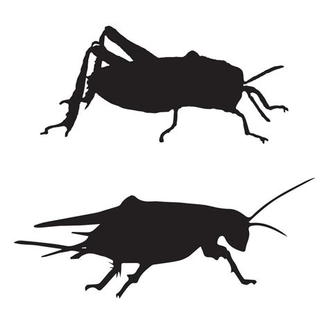 Cricket Insect Art Silhouette Illustration 49931541 Vector Art at Vecteezy