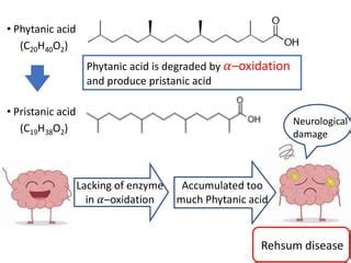 Phytanic Acid Pathway And Refsum Disease Ppt