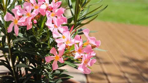 Que faire pour faire fleurir un laurier rose Réponse détaillée