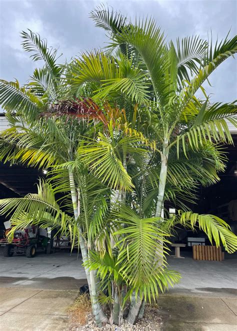 Pemba Palm Dypsis Pembana Palmco Wholesale Palms Florida