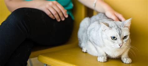 Forl Bei Katzen Symptome Behandlung Op Kosten