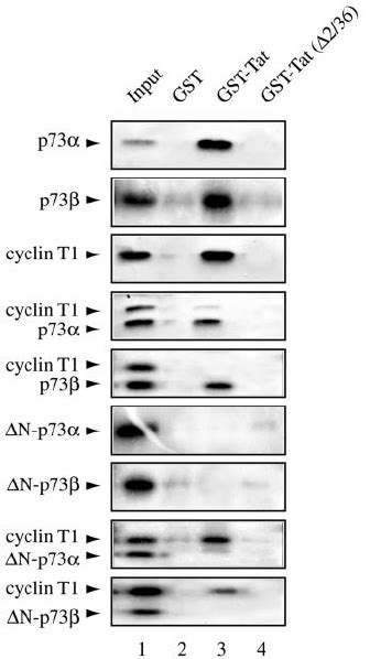 In Vitro Interaction Between Tat And P In The Presence Of Cyclin T