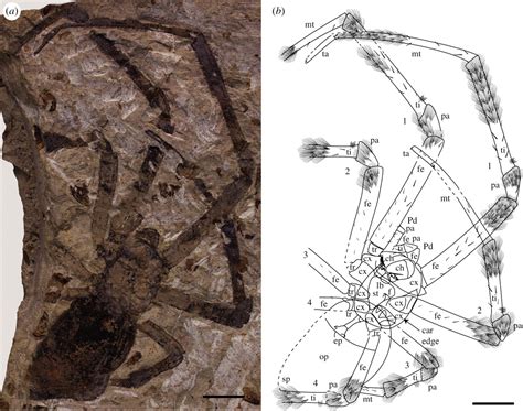 Nephila Jurassica Million Year Old Giant Spider Fossil Science