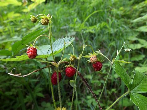 Walderdbeeren Tennengau