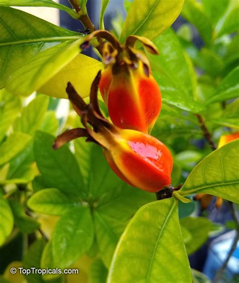 Gardenia Jasminoides Fruit