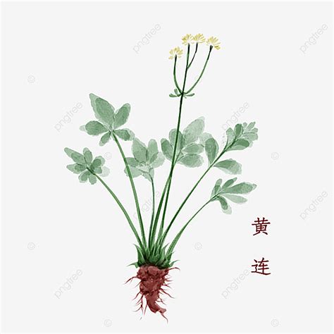 Coptis Chinensis, Huanglian, Herbaceous, Plant PNG Transparent Clipart ...