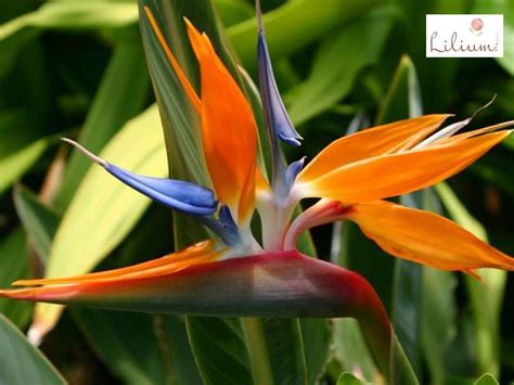 EN LILIM LE HABLAMOS DE LA HELICONIA 3 Flores Aves Del Paraiso Ave