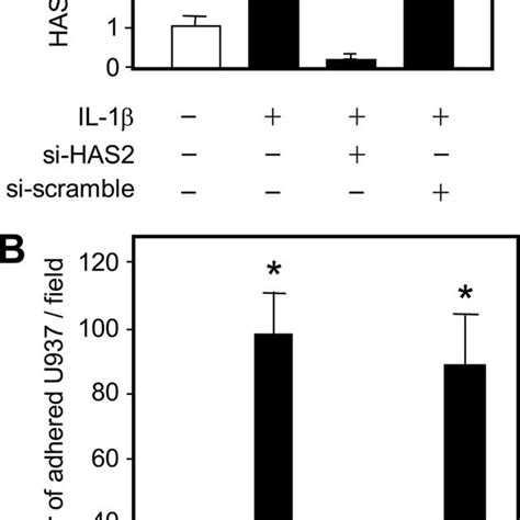 HAS2 Effects On IL 1 Induced Monocyte Adhesion A Relative