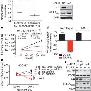 Suppression Of The Fas Nf B Pathway Enhances Egfr Tki Response In