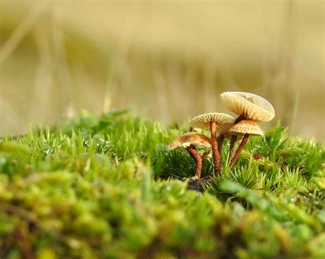 Vroege Vogels Foto Schimmels Polletje Piekharen